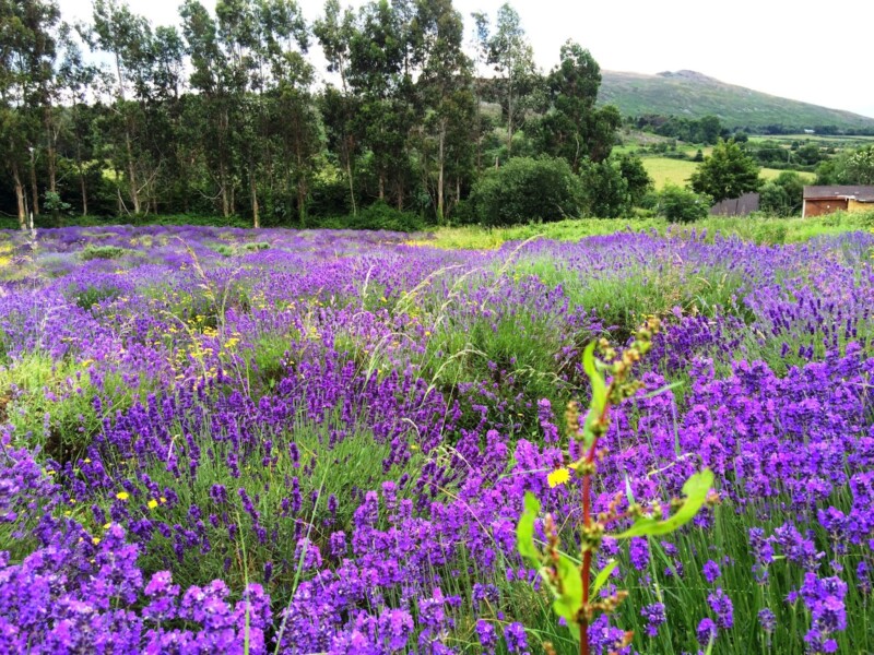 lavender field, lavender fields, lavender farms