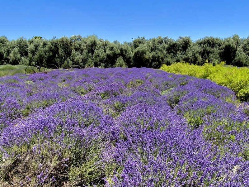 Pelindaba Lavender Farm with colorful blooms in San Juan Islands, Washington