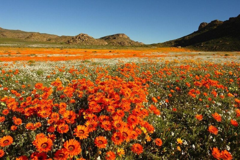 Vibrant flower field with colorful blooms in Cape Town Flower Route, South Africa