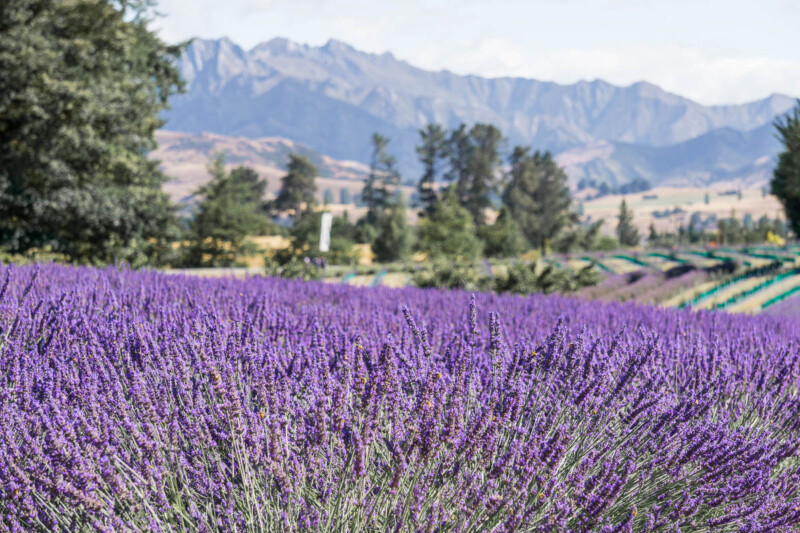 Find Your Perfect Purple Paradise: Explore 32 Gorgeous Lavender Fields Around the World! 