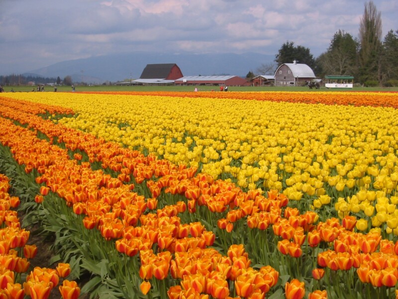 Vibrant tulip flower field with colorful blooms in Washington, USA