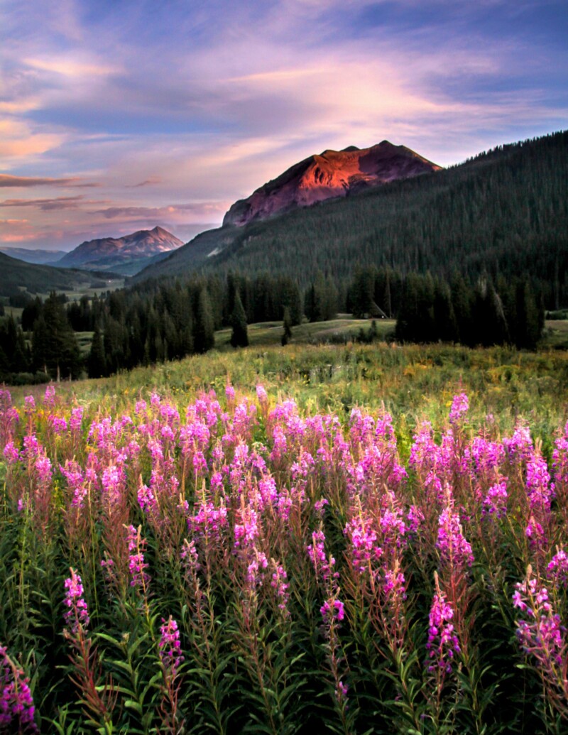 Beautiful flower field with colorful blooms in Crested Butte, Colorado