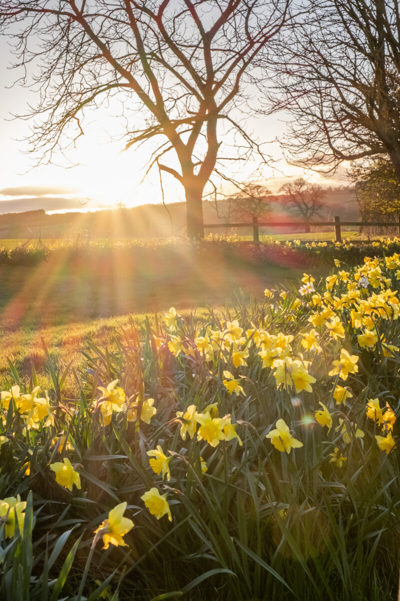 Vibrant flower field with colorful blooms in Leadon Valley, Gloucestershire