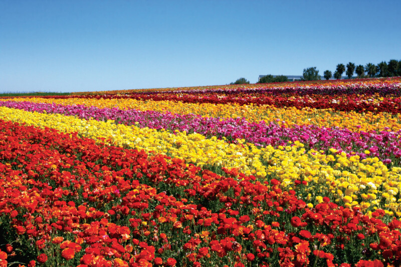 Vibrant Carlsbad flower fields with colorful blooms in California, USA