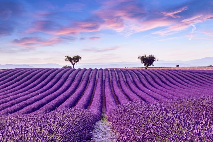 Stunning and vibrant lavender flower field with colorful blooms in Provence, France