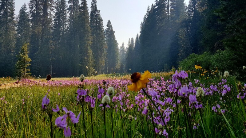 Vibrant flower field with colorful blooms in Yosemite National Park, USA