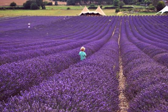 lavender field, lavender fields, lavender farms