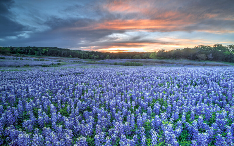 Vibrant bluebonnets flower field with colorful blooms in Texas, USA