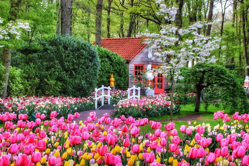 Vibrant flower garden with colorful blooms in Keukenhof Gardens, Netherlands