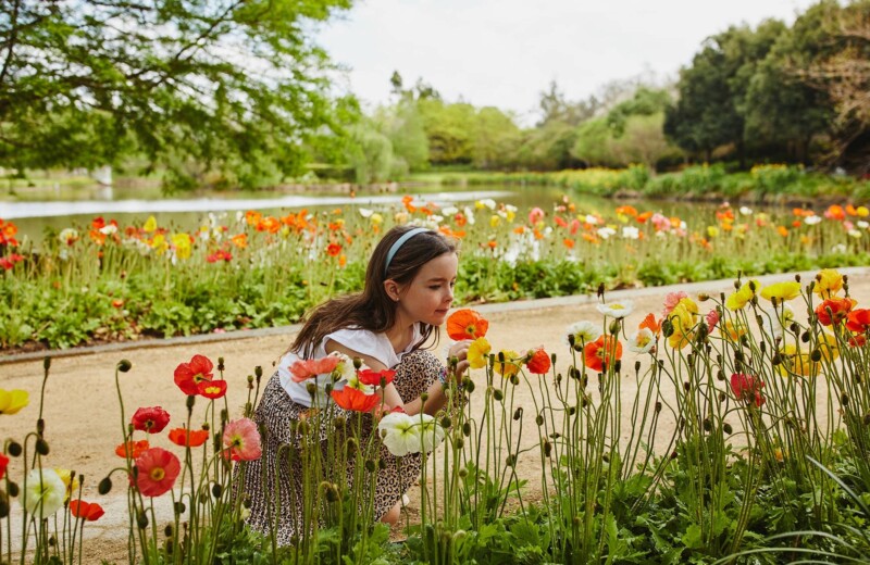 flower fields