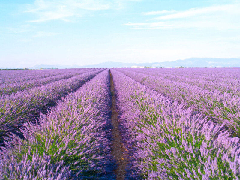 Vibrant Lavandula Flower Fields with colorful blooms in Portugal