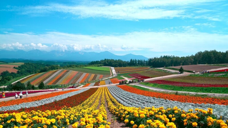Vibrant Furano Flower Field with colorful blooms in Hokkaido, Japan