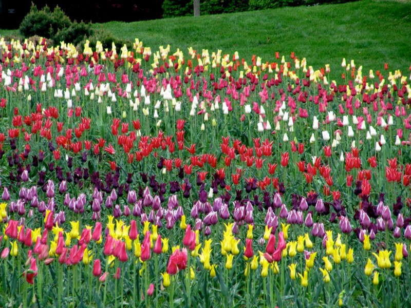 Vibrant flower field with colorful blooms in Holland, Michigan, USA