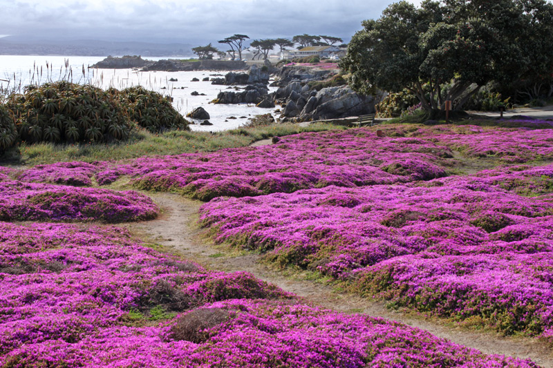 Vibrant lavender flower field with colorful blooms in Monterey County, California