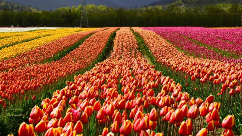 Vibrant tulip flower field with colorful blooms in British Columbia – Canada