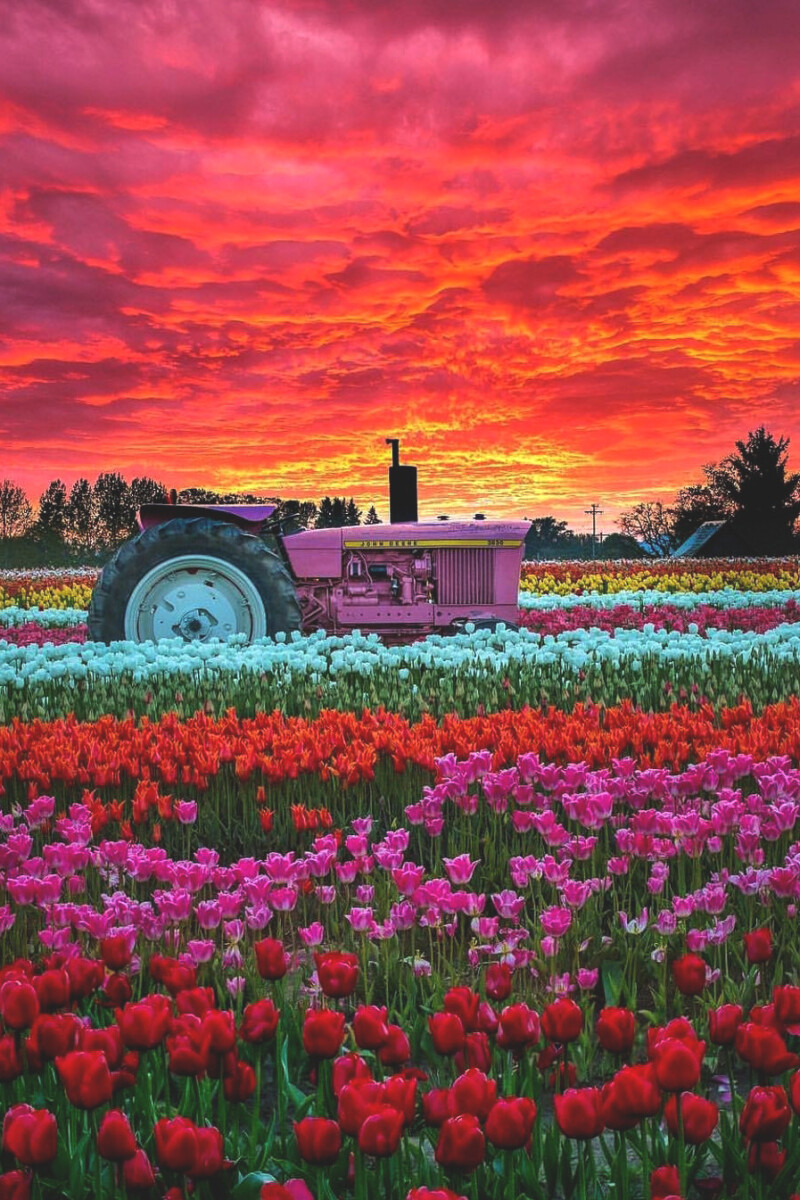 beautiful flower field with colorful blooms in Oregon, USA