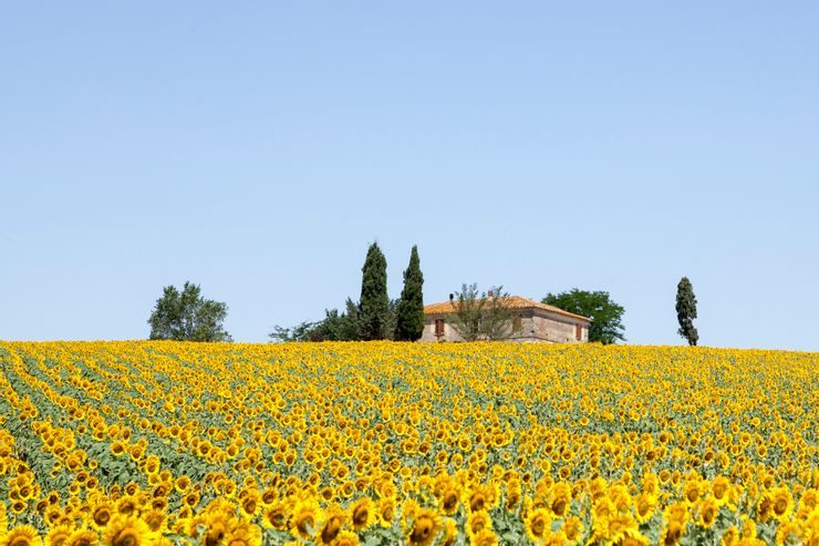 Vibrant sunflower flower field with colorful blooms in Tuscany, Italy