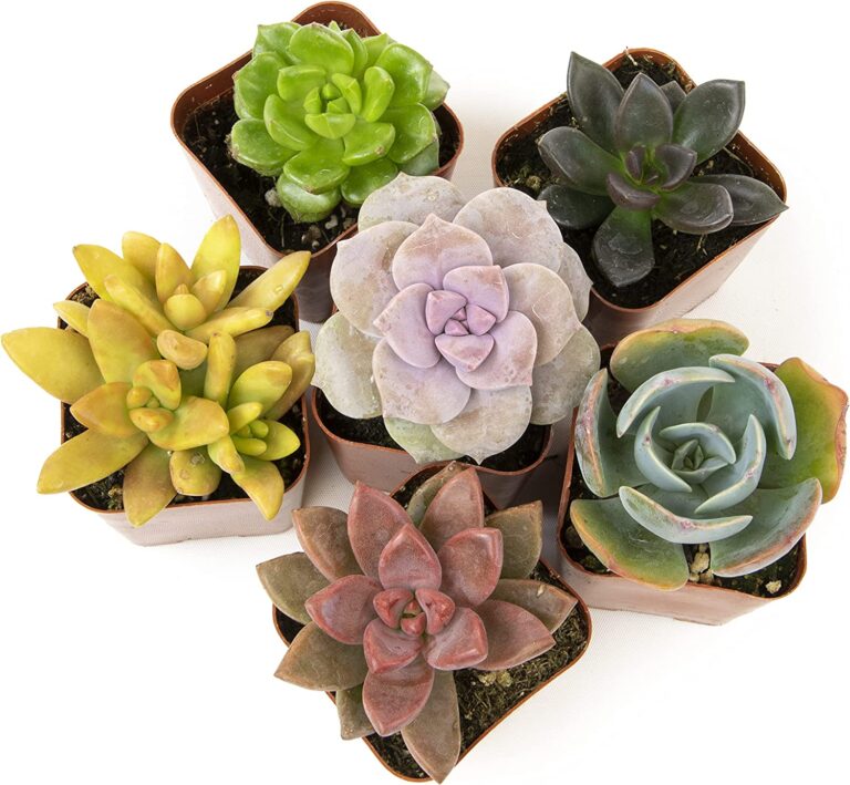 Potted Succulent Plants Live House Plants potted-succulent-plants-live-house-plants
