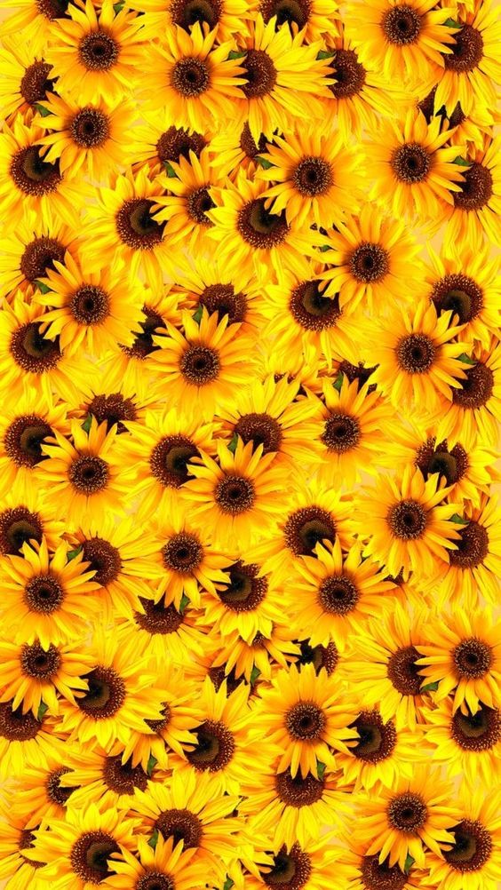 Sunflower wallpaper backgrounds for iPhone to download free