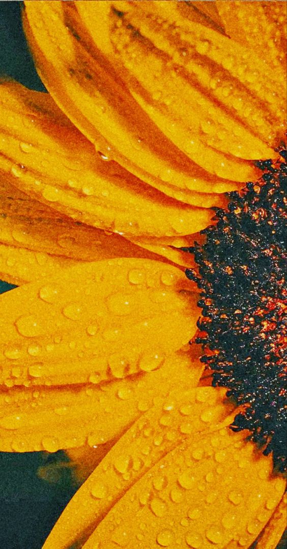 Sunflower wallpaper backgrounds for iPhone to download free