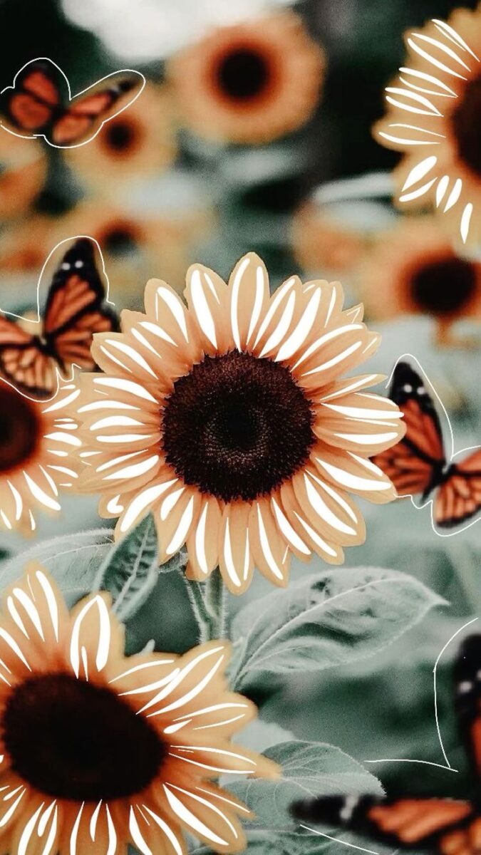 18 Sunflower Wallpapers For Your Phone  myphonewalls