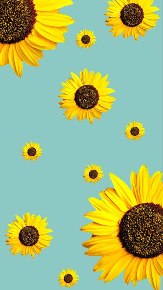 Sunflower Wallpaper  VoBss