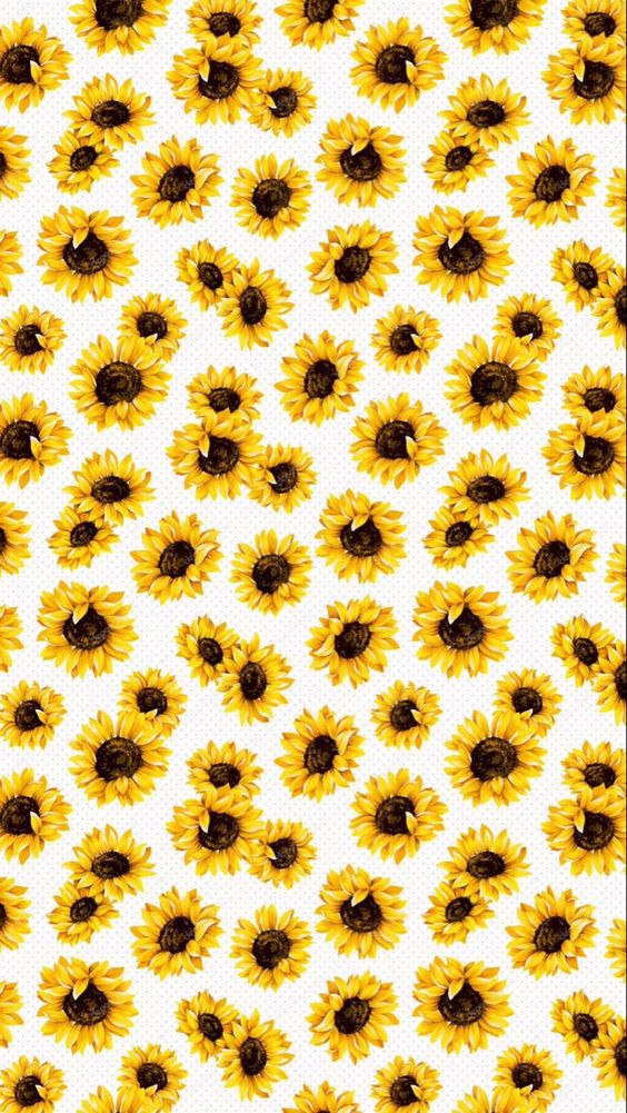 Sunflower wallpaper backgrounds for iPhone to download free