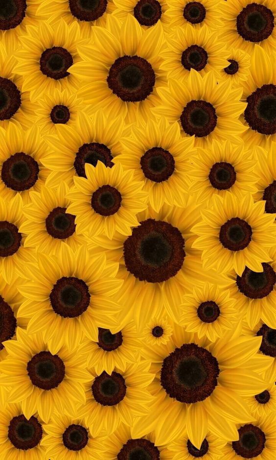 Sunflower wallpaper backgrounds for iPhone to download free