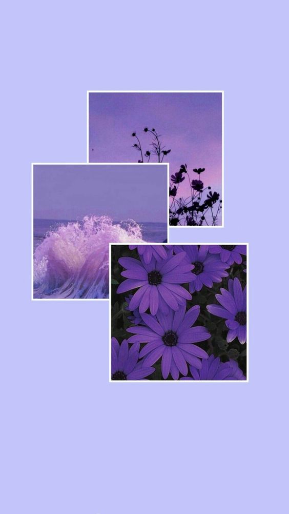 Violet wallpaper backgrounds to download free