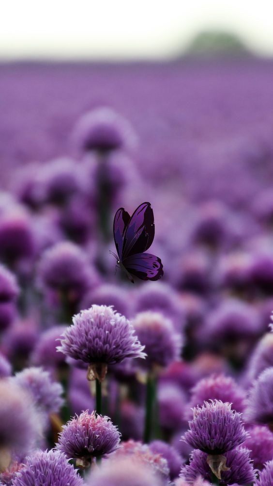 Violet wallpaper backgrounds to download free