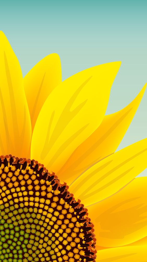 Sunflower wallpaper backgrounds for iPhone to download free