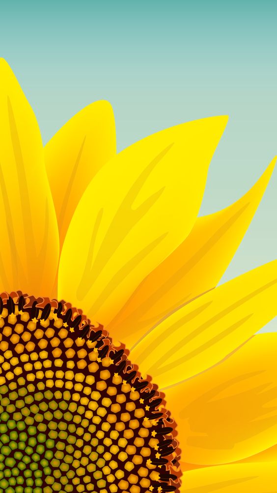 iPhone Aesthetic Sunflower Wallpaper  PixelsTalkNet