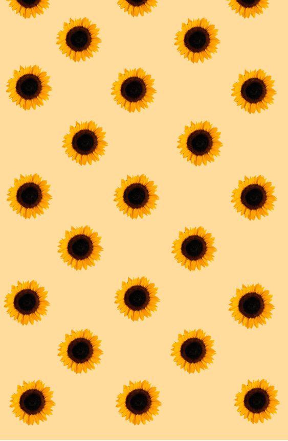 Sunflower aesthetic sunflower aesthetic sunflowers sunflowers yellow  HD phone wallpaper  Peakpx