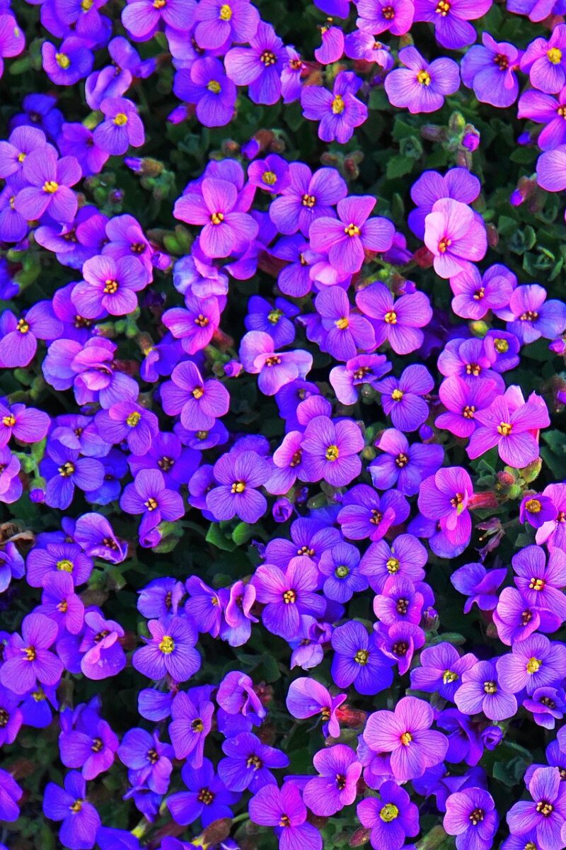 Violet wallpaper backgrounds to download free