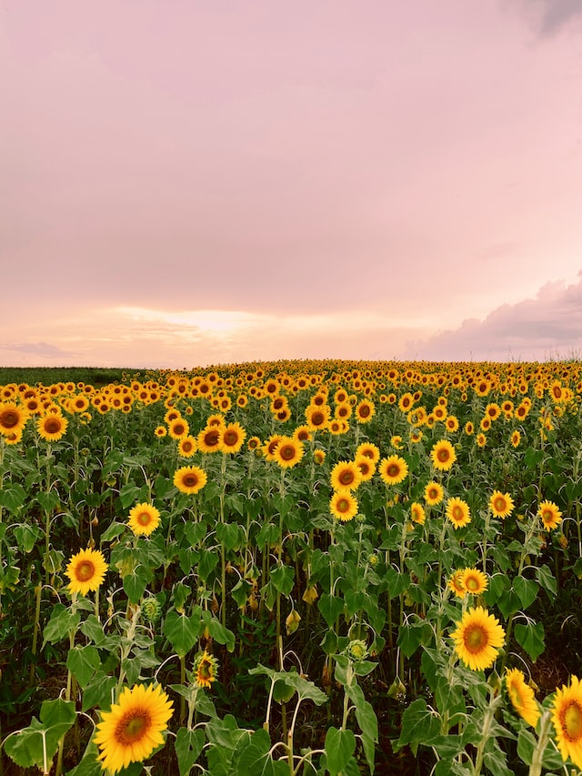 Sunflower wallpaper backgrounds for iPhone to download free