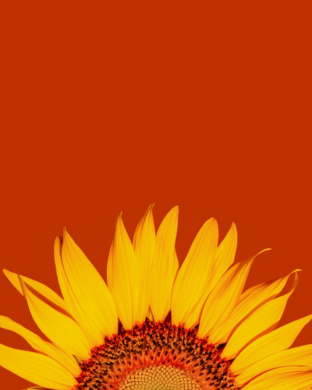 Sunflower wallpaper backgrounds for iPhone to download free