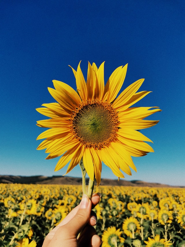 Sunflower wallpaper backgrounds for iPhone to download free