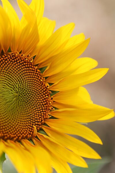 50+ Sunflower Wallpaper Backgrounds to Download Free For Your iPhone