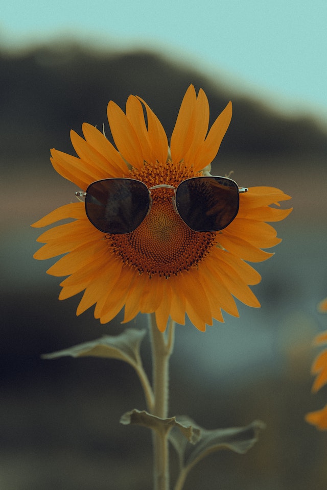 Sunflower field 1080P 2K 4K 5K HD wallpapers free download  Wallpaper  Flare