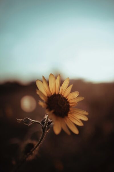 50+ Sunflower Wallpaper Backgrounds to Download Free For Your iPhone