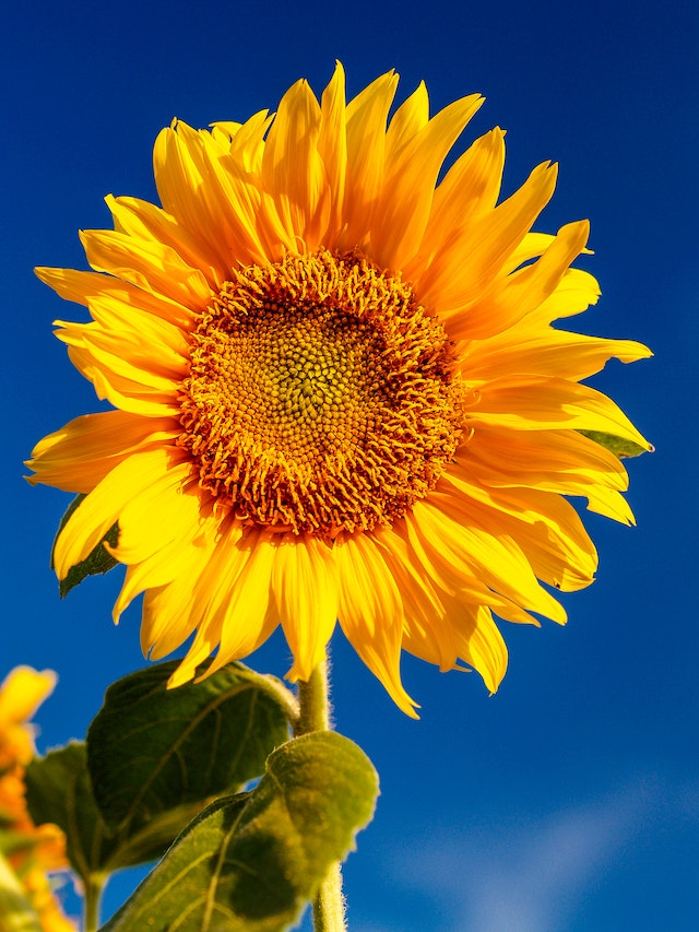 Sunflower wallpaper backgrounds for iPhone to download free