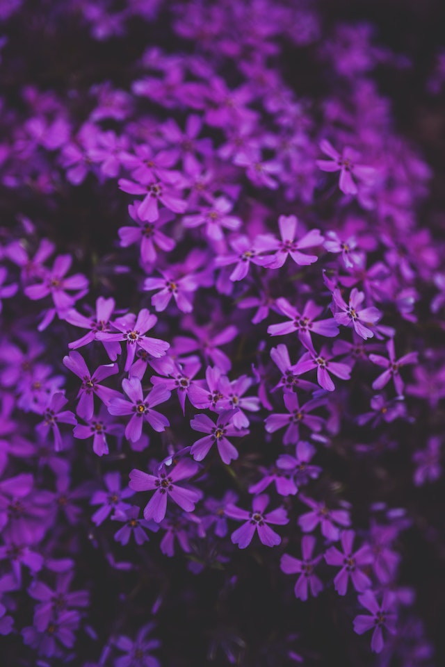 Violet wallpaper backgrounds to download free