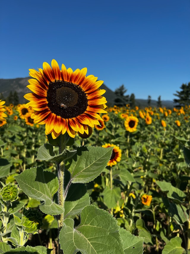 Sunflower wallpaper backgrounds for iPhone to download free