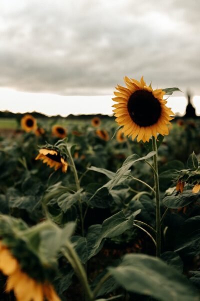 50+ Sunflower Wallpaper Backgrounds to Download Free For Your iPhone