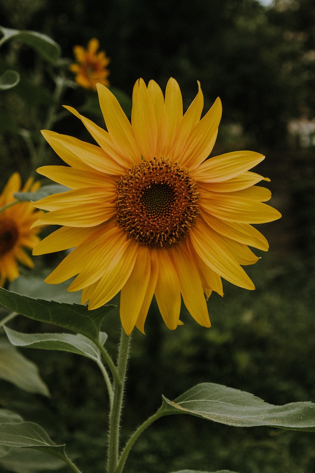 Sunflower backgrounds for iPhone to download free