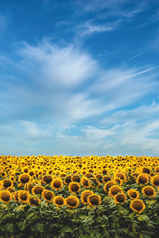 Sunflower backgrounds for iPhone to download free