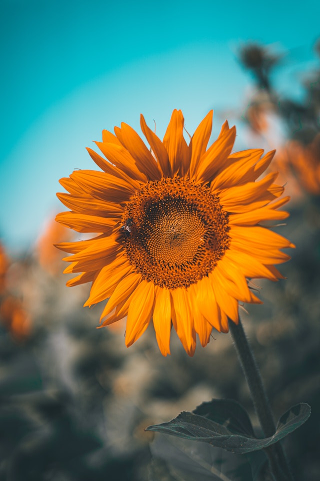 Yellow Aesthetic Sunflower Wallpaper Backgrounds For iPhone  Glory of the  Snow