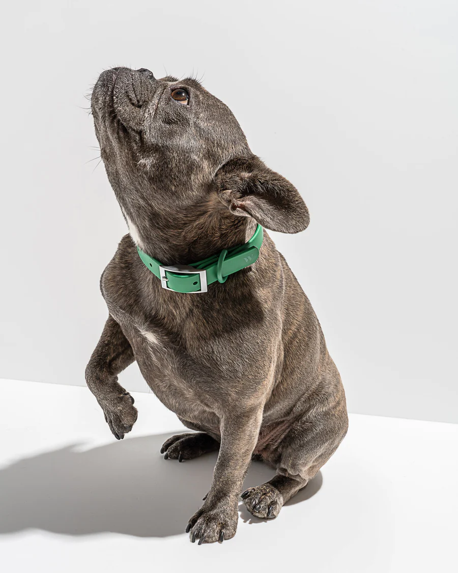 Chic designer dog collars to shop for your pup: WILD ONE Collar In Spruce